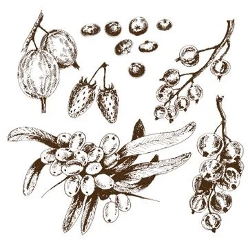 Berries collection. Stock Illustration