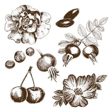 Berries collection. Stock Illustration