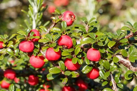 Berries of cotoneaster Foto stock