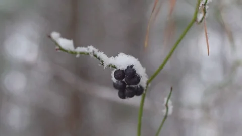 Berries Covered with Snow Stock Footage 115271953