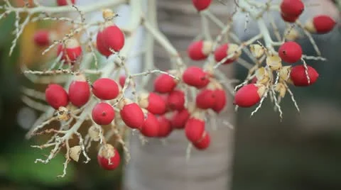 Berries in Cuba Stock Footage 10888462