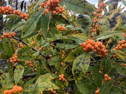 Berries fall 스톡 사진