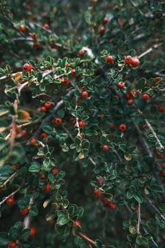 Berries in Focus Stock Photos