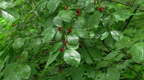 Berries Stock Footage 7761303