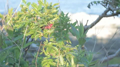 Berries Video stock 11192079