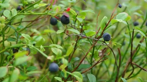 Berries Stock Footage 11978427