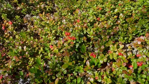 Berries Video stock 114824267