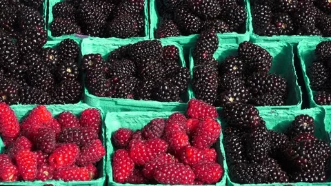 Berries Stock Footage 147632299