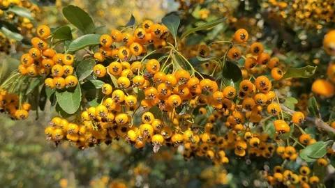 Berries Stock Footage 221002086