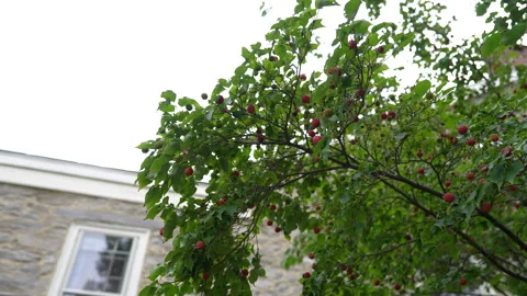 Berries Stock Footage 264626161