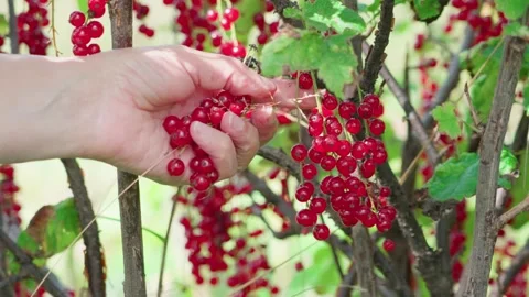 Berries Stock Footage 316847607