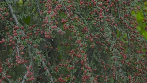 Berries Video stock 326971293