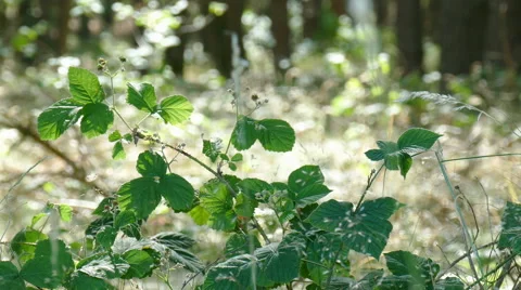 Berries in a forest clearing Stock Footage 51784384