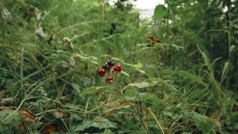 Berries in a forest Stock Footage 173560420