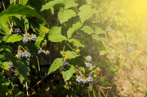 Berries in the forest. Stock Photos