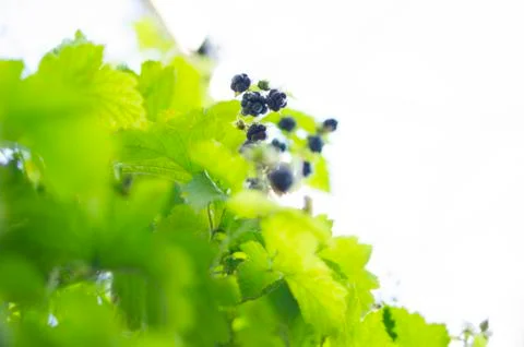 Berries in the forest. Stock Photos