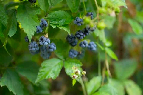 Berries in the forest. Stock Photos