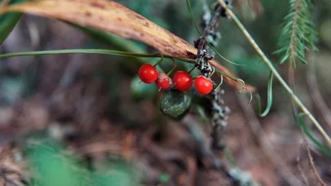 Berries in the forest 写真素材