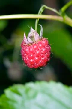 Berries of a fresh raspberry Stock Photos