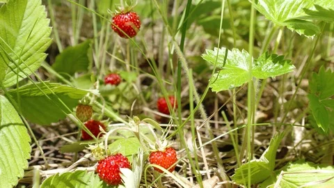 Berries fresh vitamins Video stock 92841296
