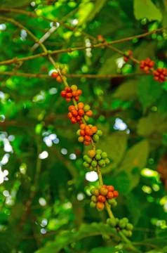 Berries growing on a coffee tree. Stock Photos