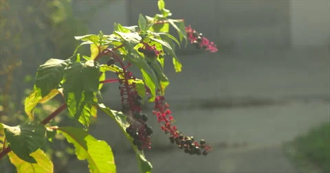 Berries growing next to manmade structures Stock Footage 42108192