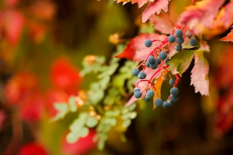 Berries growing Foto stock