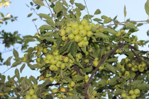 Berries growing on tree Foto stock