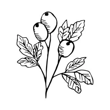 Berries hand drawn vector outline Stock Illustration