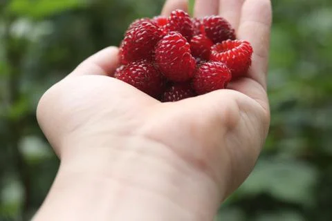 Berries on hand Foto stock