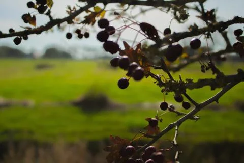 Berries hanging at the tree Stock Photos