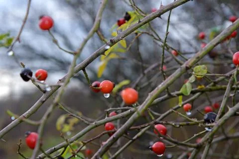 Berries hips Stock Photos
