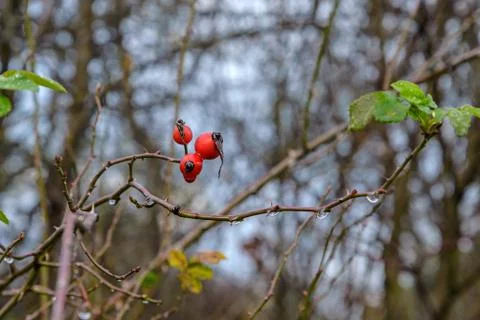 Berries hips Stock Photos