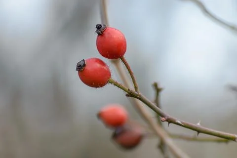 The berries hips Stock Photos