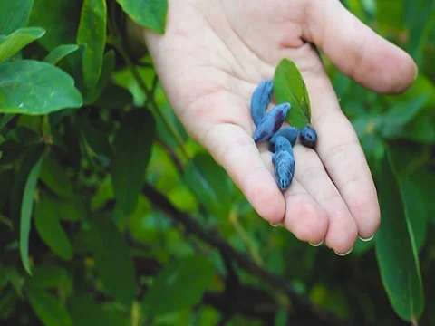 Berries of honeysuckle on the palm Stock Footage 76799590