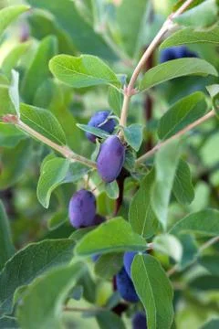 Berries of honeysuckle Stock Photos