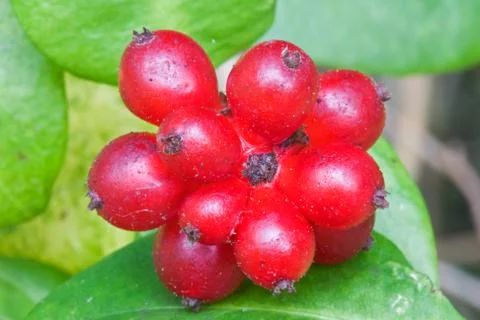 Berries of Honeysuckle Stock Photos