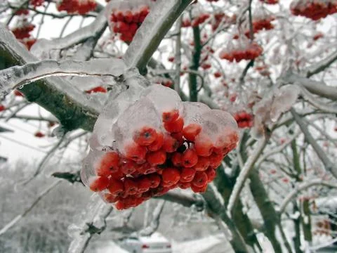 Berries in ice Stock Photos