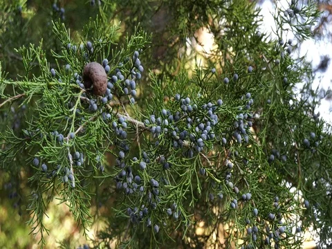 Berries on Juniper Tree Stock Footage 82083427