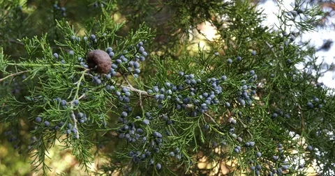 Berries on Juniper Tree Stock Footage 99923784