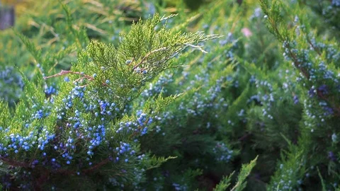 Berries on juniper tree (graded) Stock Footage 116226127
