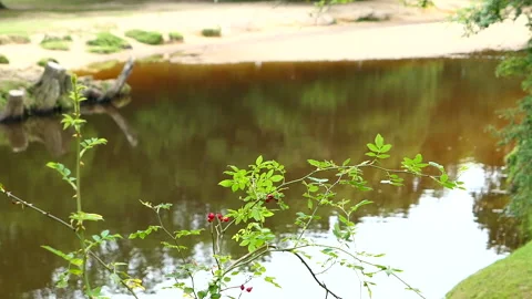 Berries with a lake in the background Stock Footage 244743439