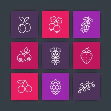Berries line icons set, raspberry, blueberry, cherry, grape, barberry, plums, Stock Illustration