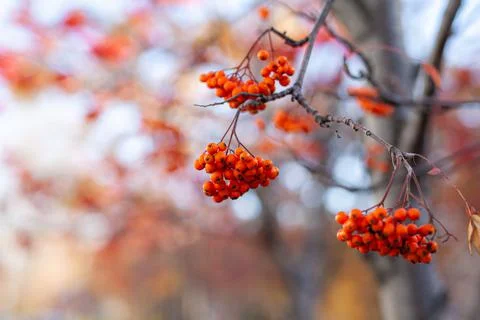 Berries of mountain ash branches are red on a blurry autumn background Stock Photos