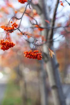 Berries of mountain ash branches are red on a blurry autumn background Stock Photos