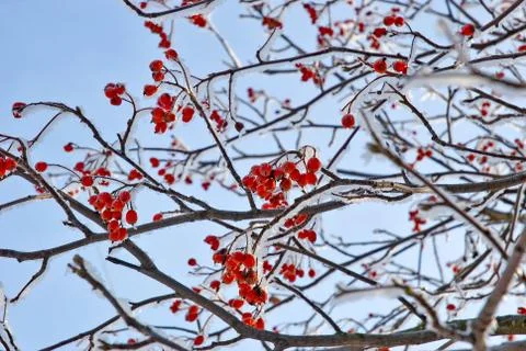 	Berries of a mountain ash  Stock Photos