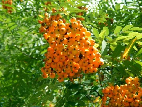 Berries of mountain ash on a tree branch in the sunrise close-up Stock Photos