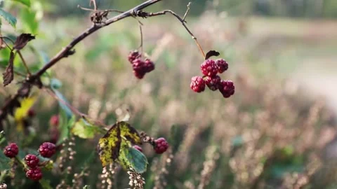 Berries moving in field Stock Footage 141506632
