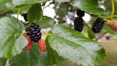 Berries of mulberry on a branch. Stock Footage 103169295