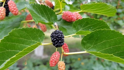 Berries of mulberry on a branch. Stock Footage 103169865
